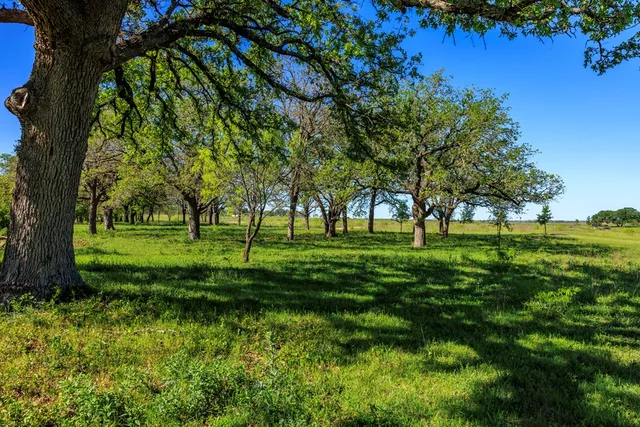 a view of a park with a tree in the background