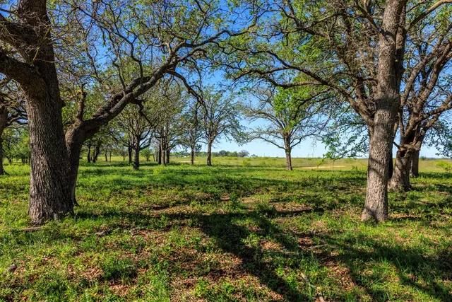 a view of a yard with a large trees