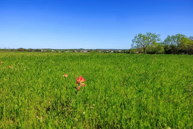 a view of a field with a tree in the background