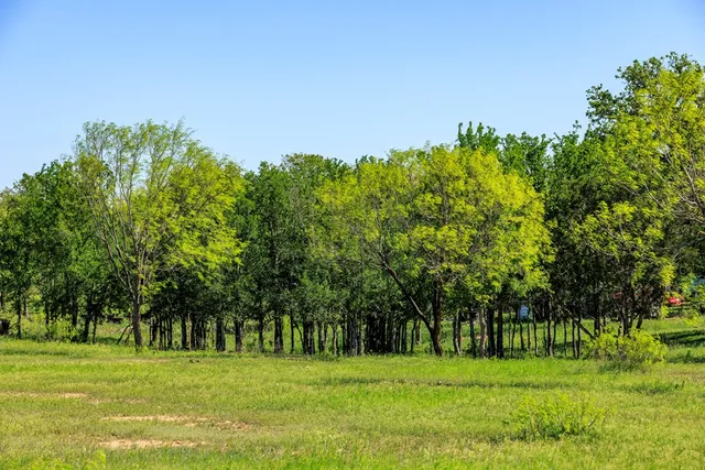 a view of outdoor space and tree