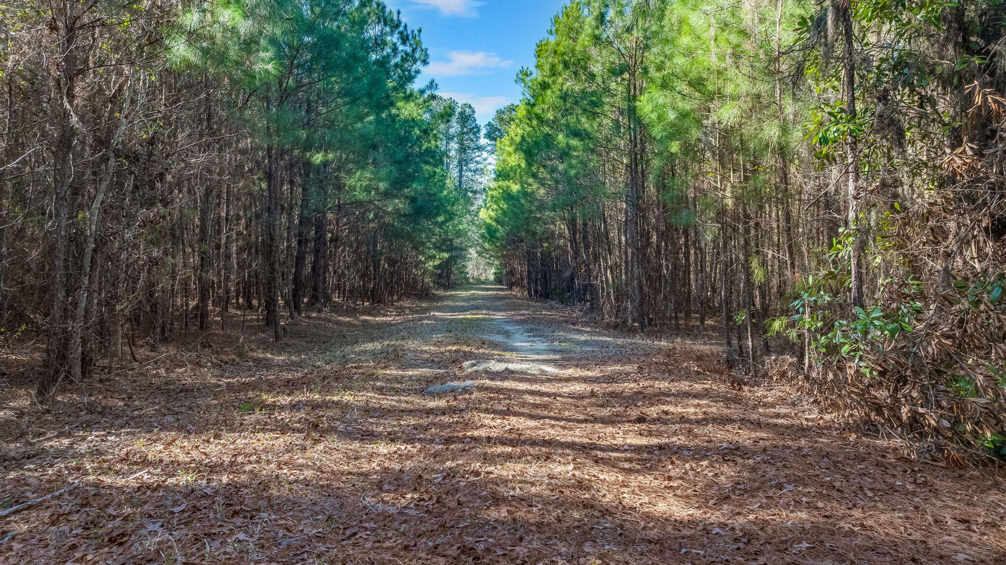 0 Lowcountry Highway Ruffin, SC 29475 - Photo 6 of 15 6