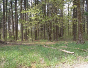 225 Pinewood Lane Springville, IN 47462 - Photo 24 of 26 Gallery Image 24