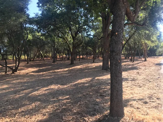a view of road space with trees