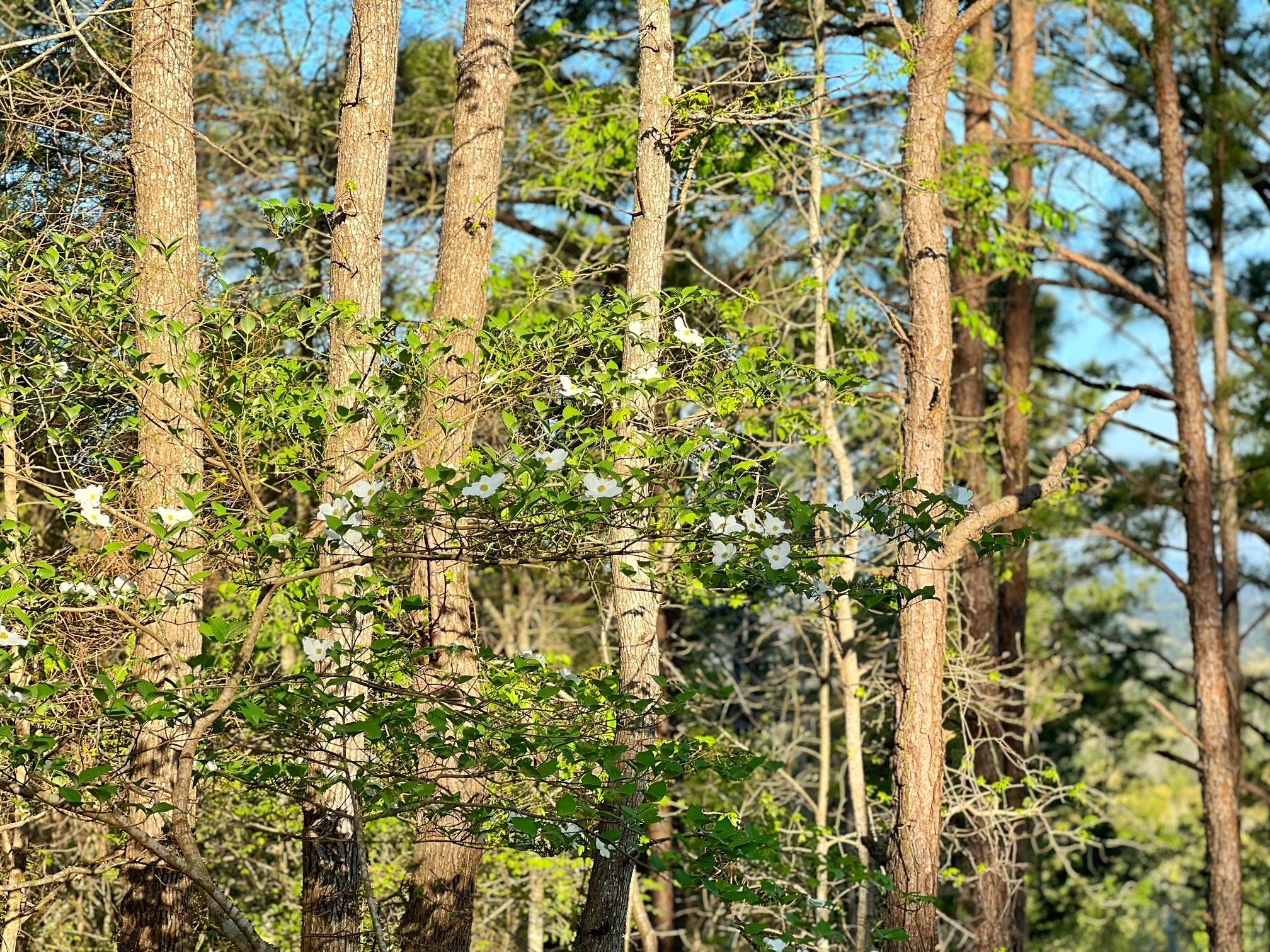 2107 Rusk Tx 75785 Rusk, TX 75785 - Photo 15 of 34