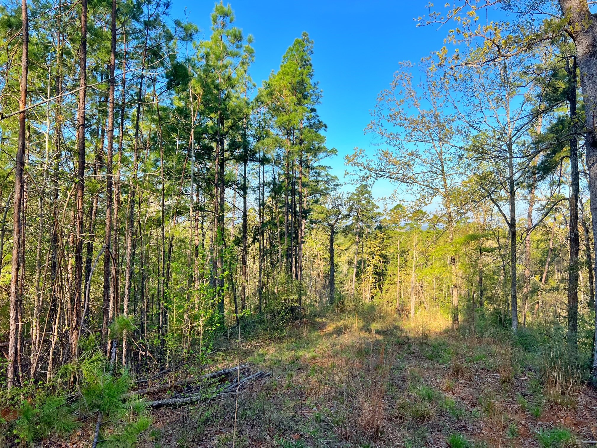 2107 Rusk Tx 75785 Rusk, TX 75785 - Photo 3 of 34