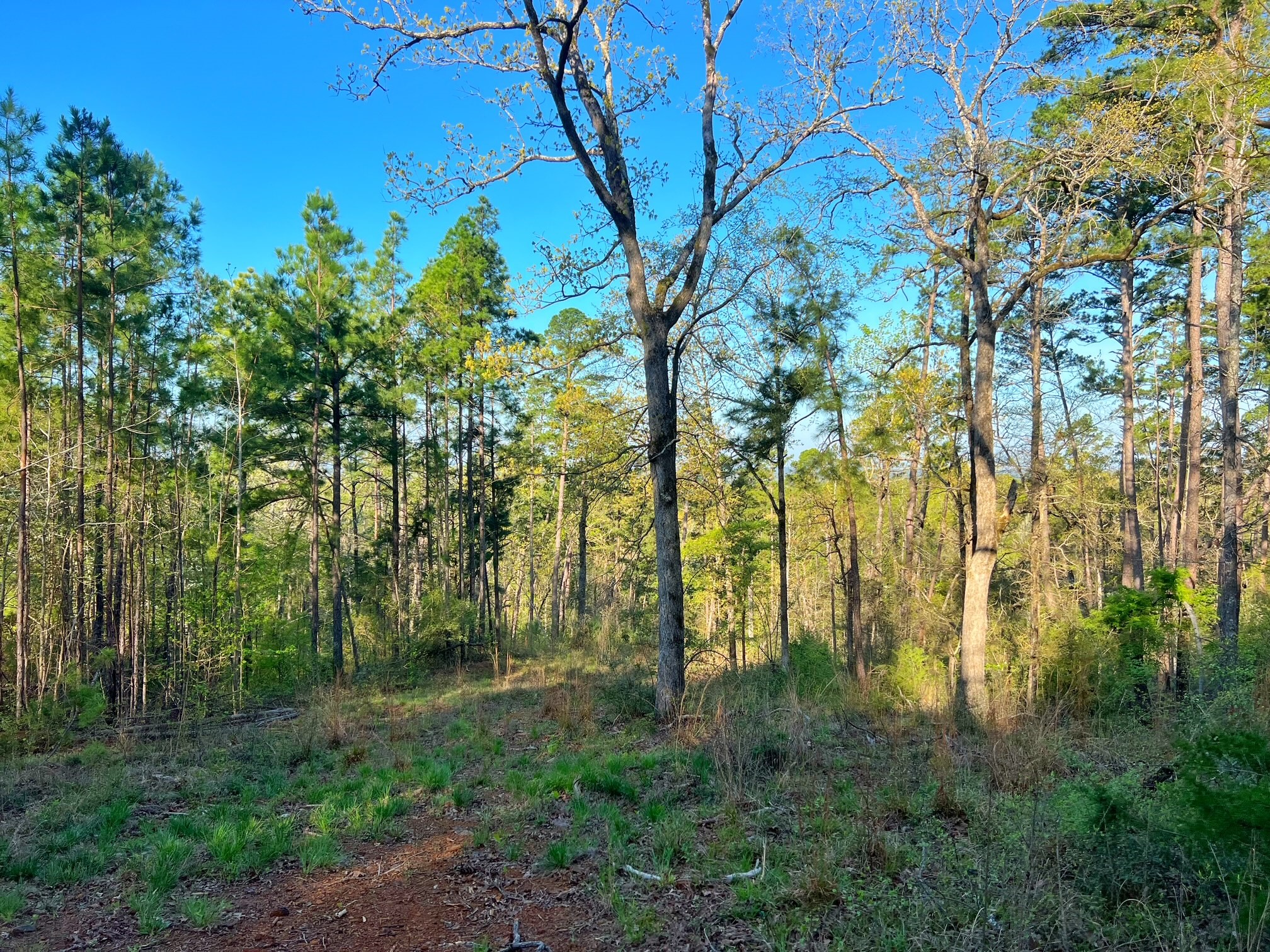 2107 Rusk Tx 75785 Rusk, TX 75785 - Photo 33 of 34