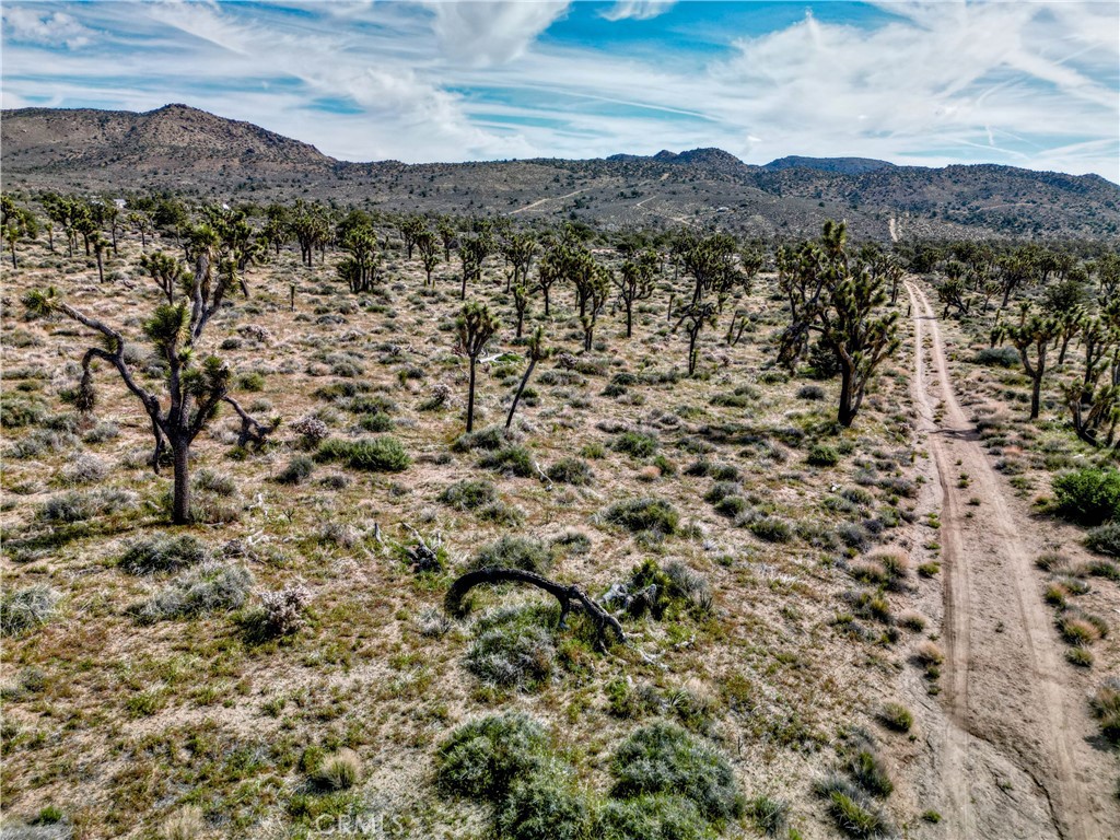a view of a bunch of trees and mountain