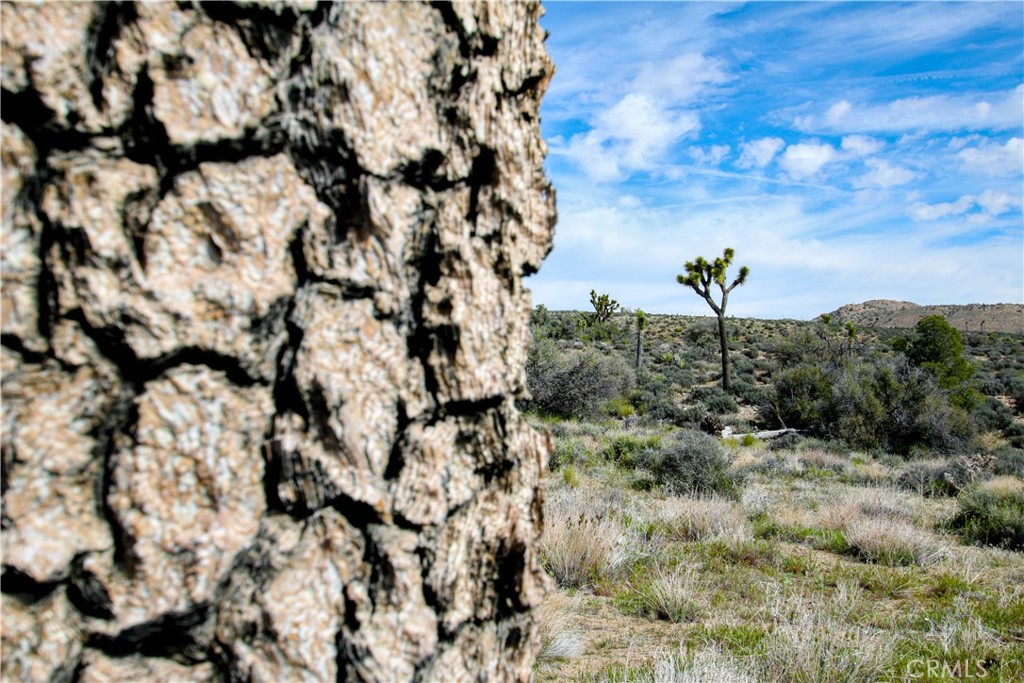 27 Vista Road Landers, CA 92285 - Photo 13 of 33 a view of a tree with a yard