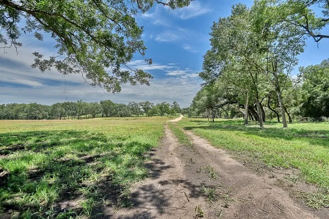a view of a park with large trees