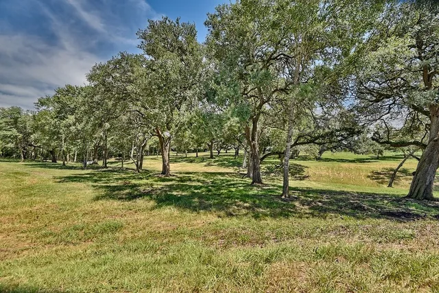 a view of a garden with trees