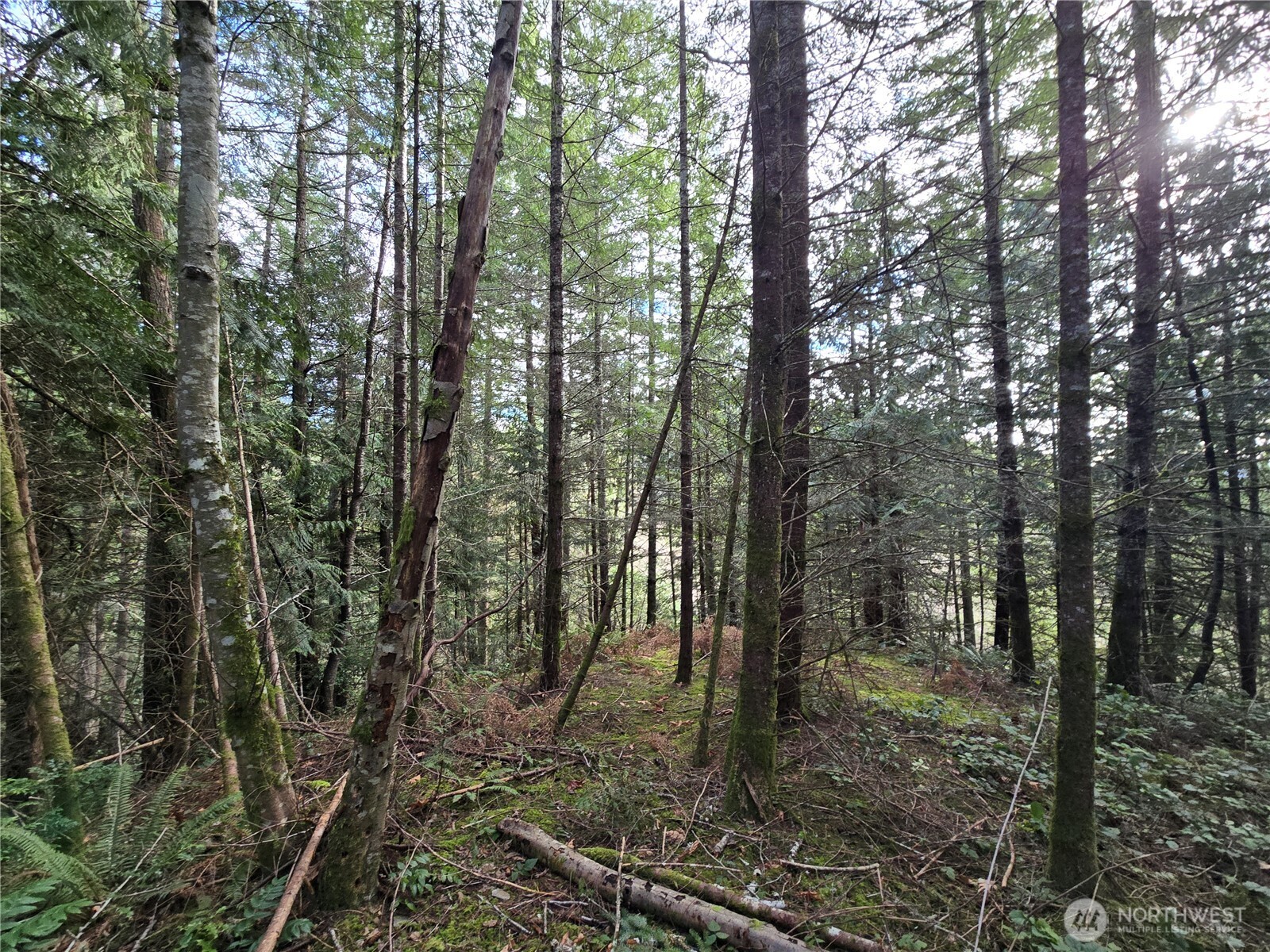 216-xx Bond Road Northeast Poulsbo, WA 98370 - Photo 1 of 26 a view of a forest filled with trees