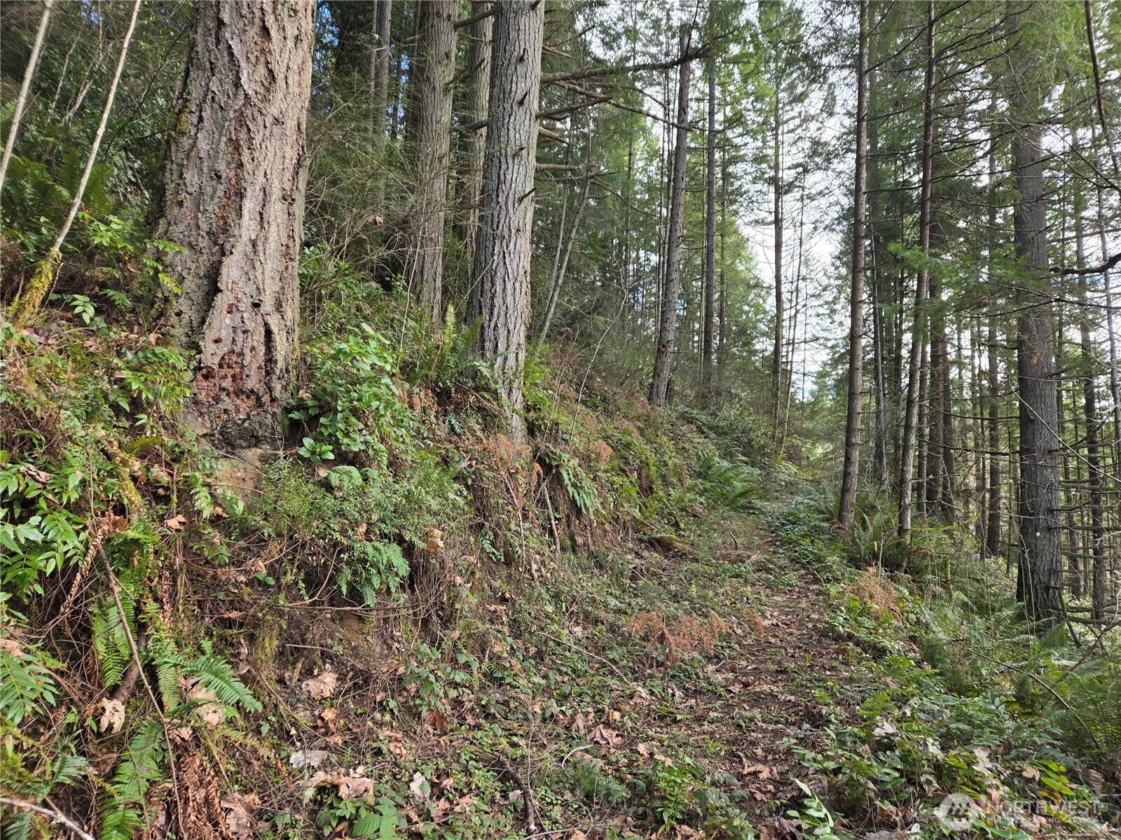 216-xx Bond Road Northeast Poulsbo, WA 98370 - Photo 11 of 26 a view of a forest with trees