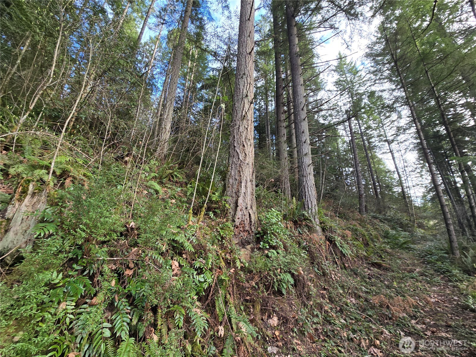 216-xx Bond Road Northeast Poulsbo, WA 98370 - Photo 12 of 26 a view of forest