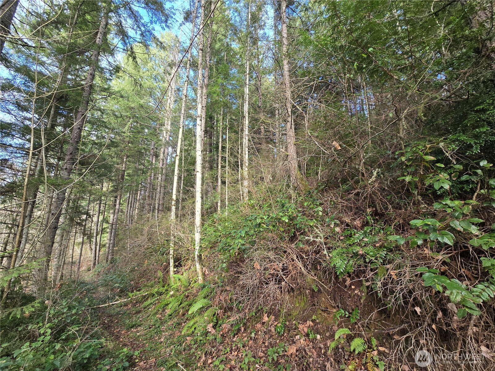 216-xx Bond Road Northeast Poulsbo, WA 98370 - Photo 13 of 26 a view of a forest