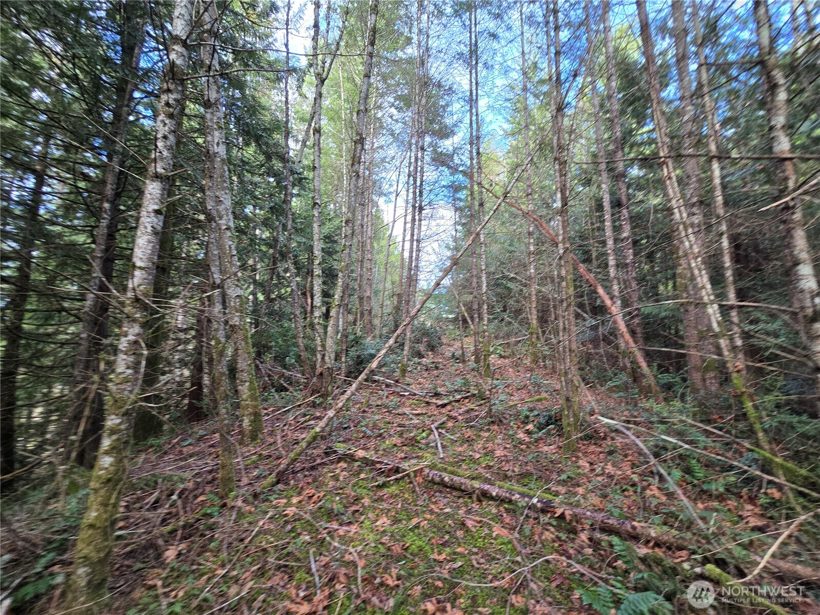 216-xx Bond Road Northeast Poulsbo, WA 98370 - Photo 14 of 26 a view of a forest with trees