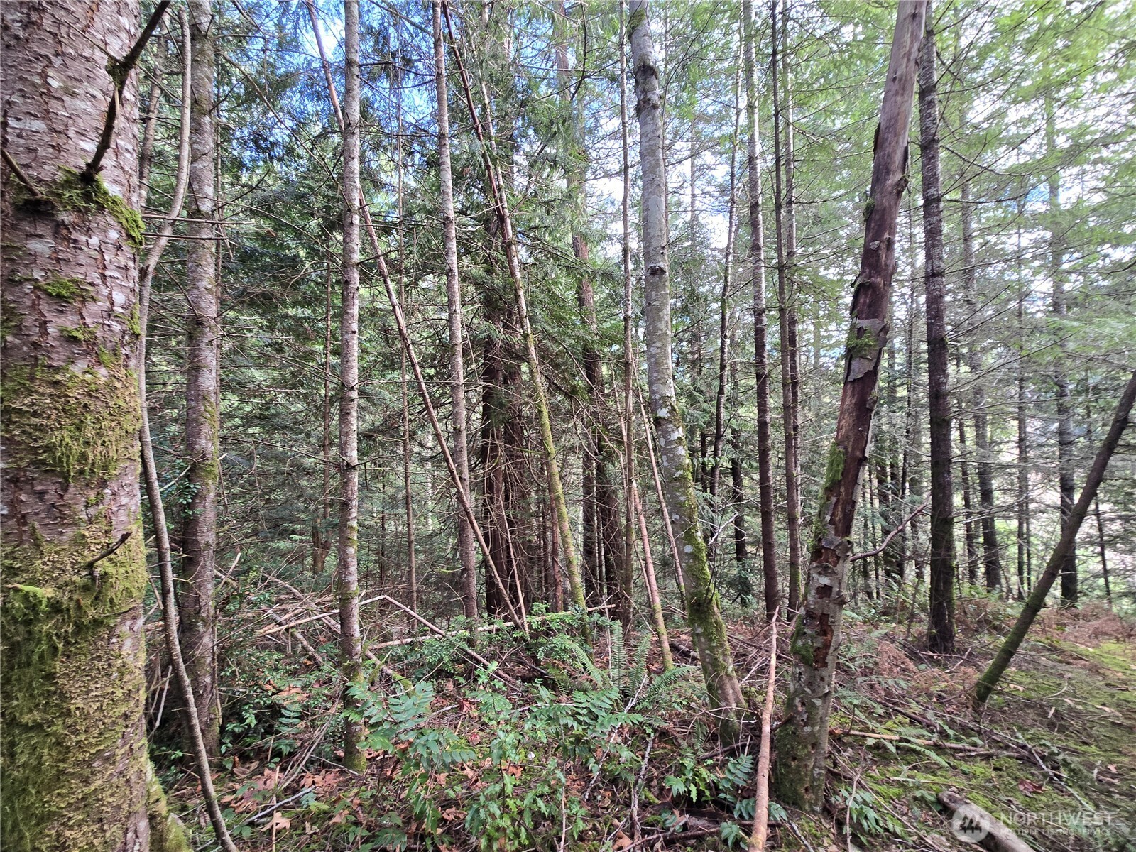 216-xx Bond Road Northeast Poulsbo, WA 98370 - Photo 16 of 26 a view of a forest with trees