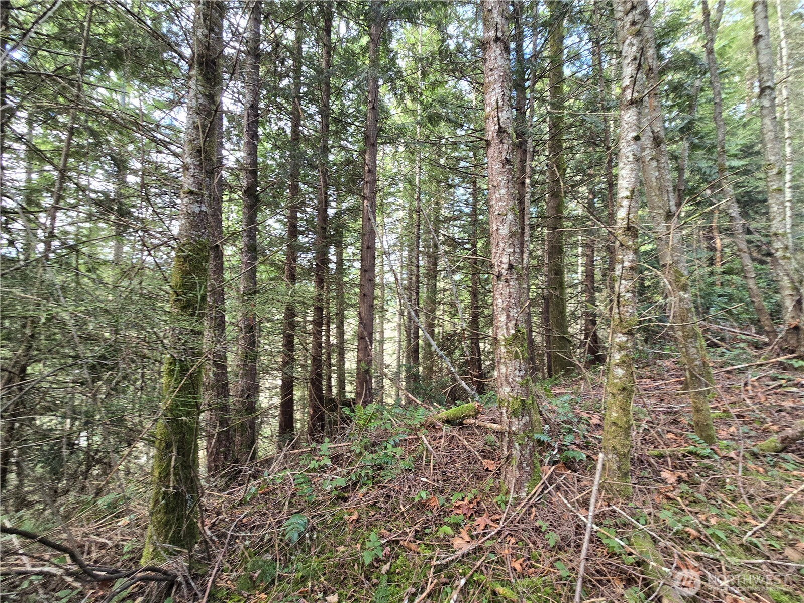 216-xx Bond Road Northeast Poulsbo, WA 98370 - Photo 17 of 26 a view of forest