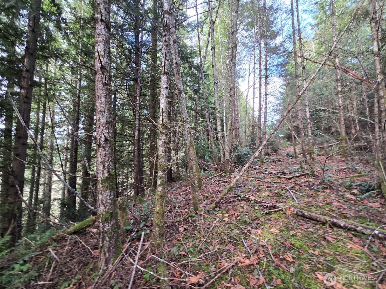 216-xx Bond Road Northeast Poulsbo, WA 98370 - Photo 18 of 26 a backyard of a house with lots of green space