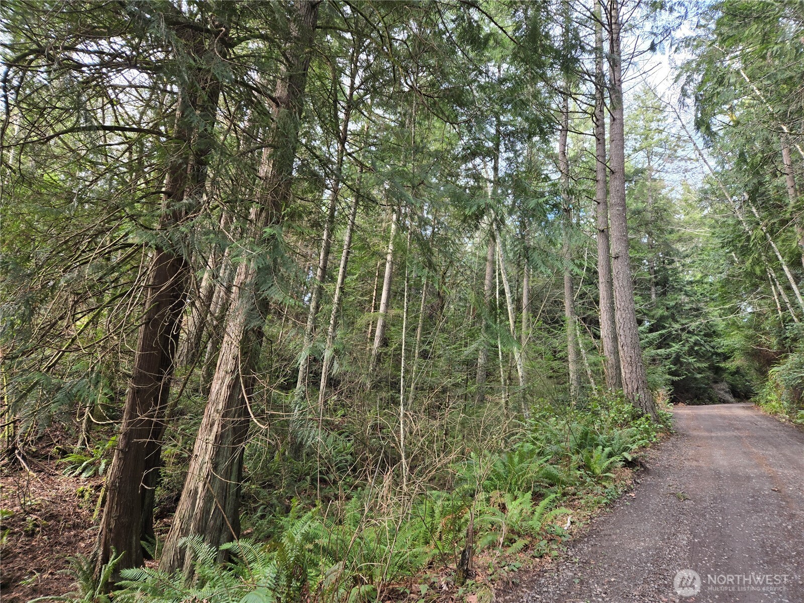 216-xx Bond Road Northeast Poulsbo, WA 98370 - Photo 24 of 26 a view of a forest with trees and bushes
