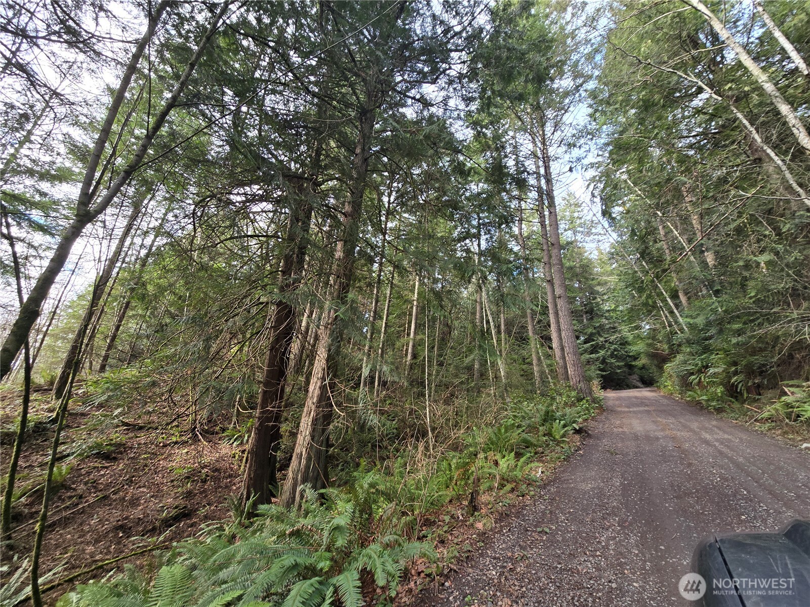 216-xx Bond Road Northeast Poulsbo, WA 98370 - Photo 25 of 26 a view of a forest with trees
