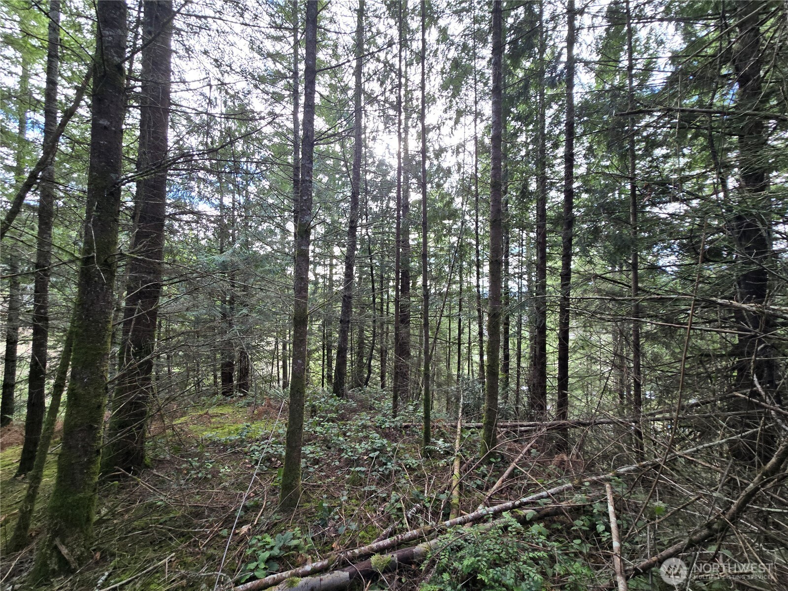 216-xx Bond Road Northeast Poulsbo, WA 98370 - Photo 3 of 26 a view of outdoor space and green space