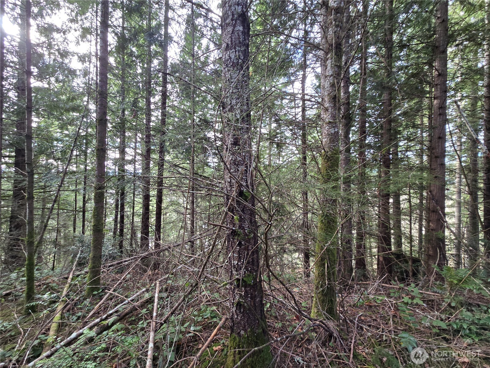 216-xx Bond Road Northeast Poulsbo, WA 98370 - Photo 4 of 26 a view of forest