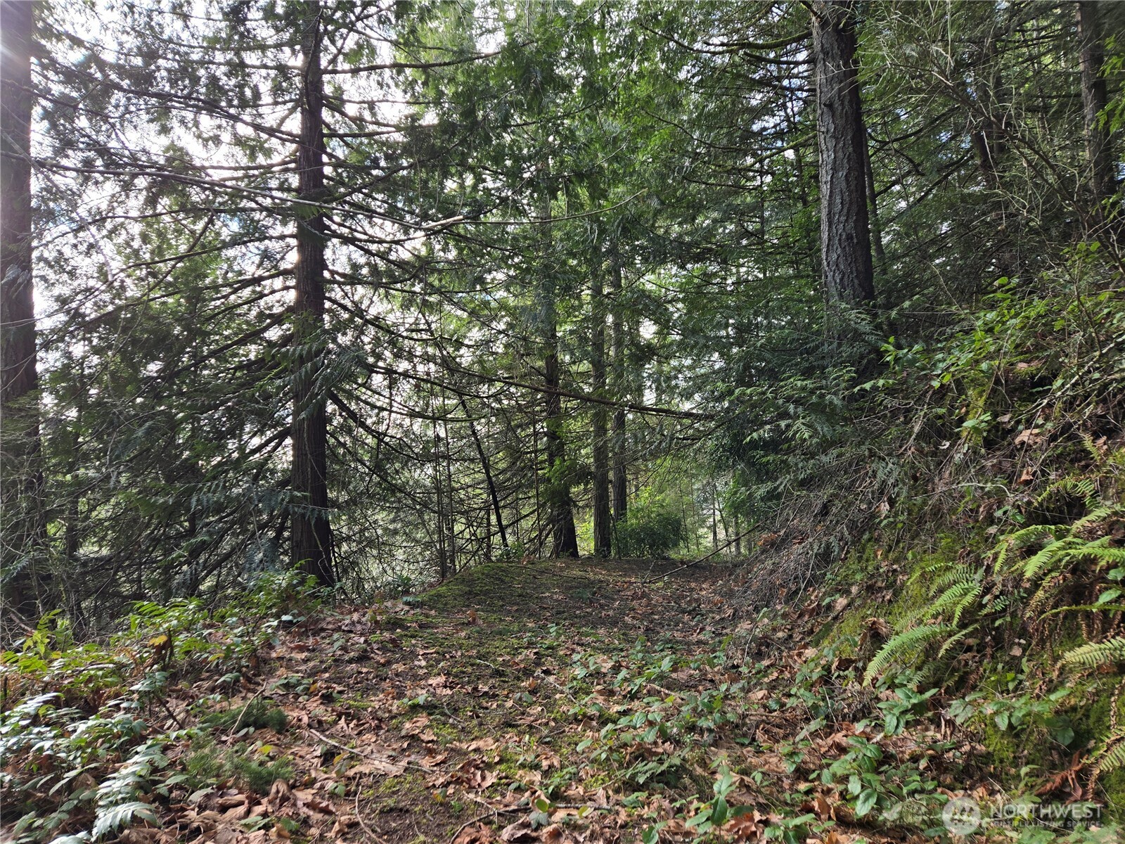 216-xx Bond Road Northeast Poulsbo, WA 98370 - Photo 10 of 26 a view of a forest with trees