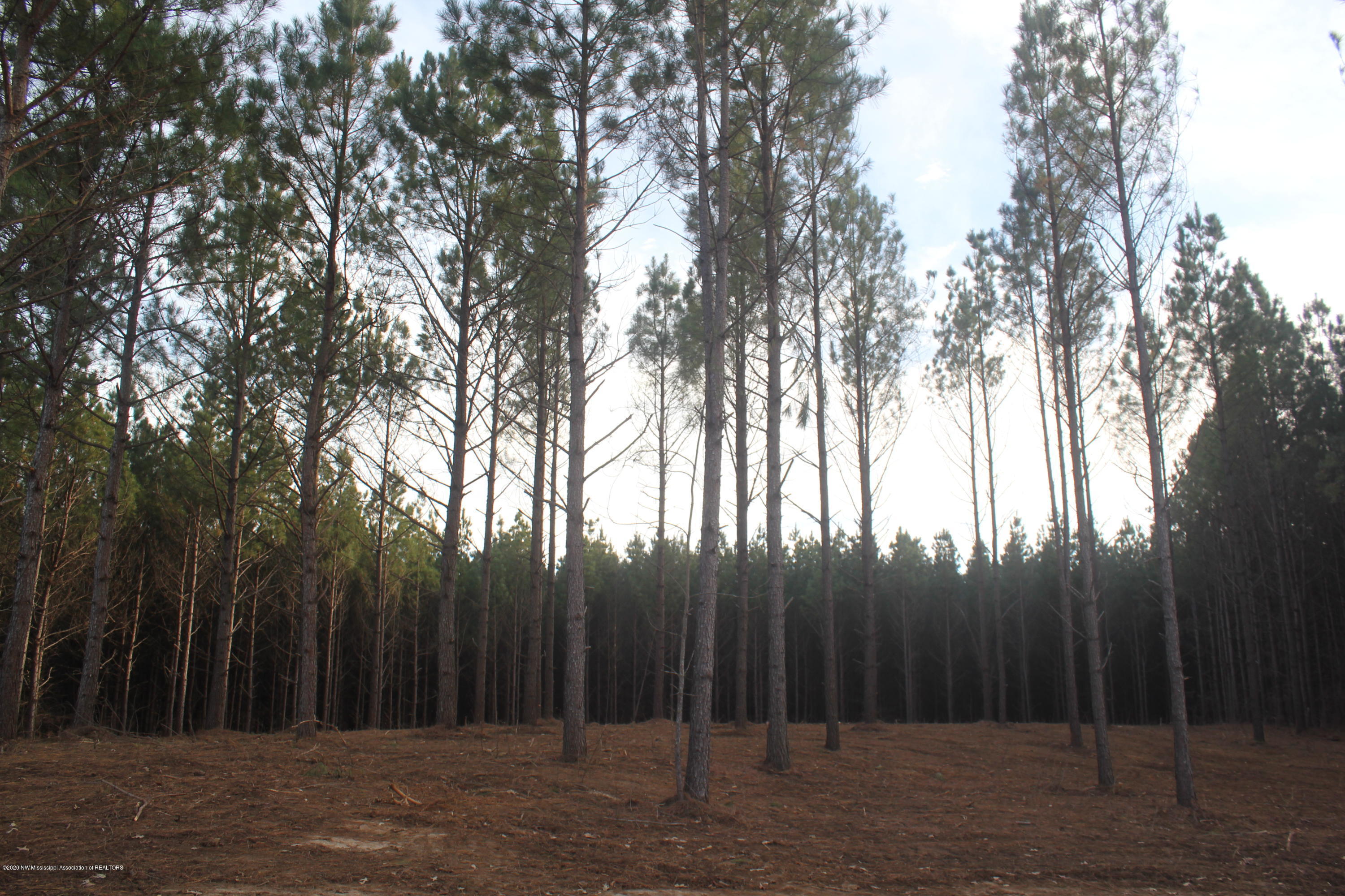 254 Hogan Road Lamar, MS 38642 - Photo 18 of 32 IMG_5336