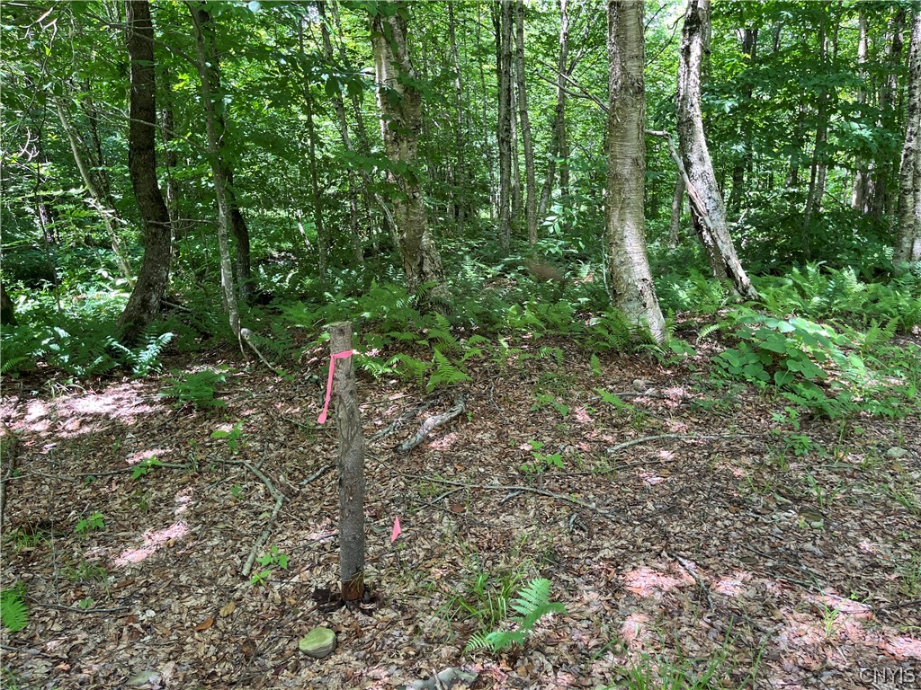 East Town Line Road Lorraine, NY 13659 - Photo 8 of 34 Gallery Image 8