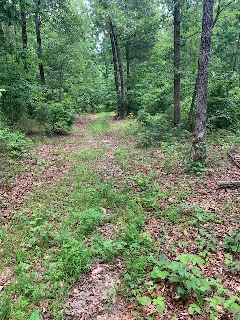 0 McCollum Road Reagan, TN 38368 - Photo 1 of 4 Gallery Image 1