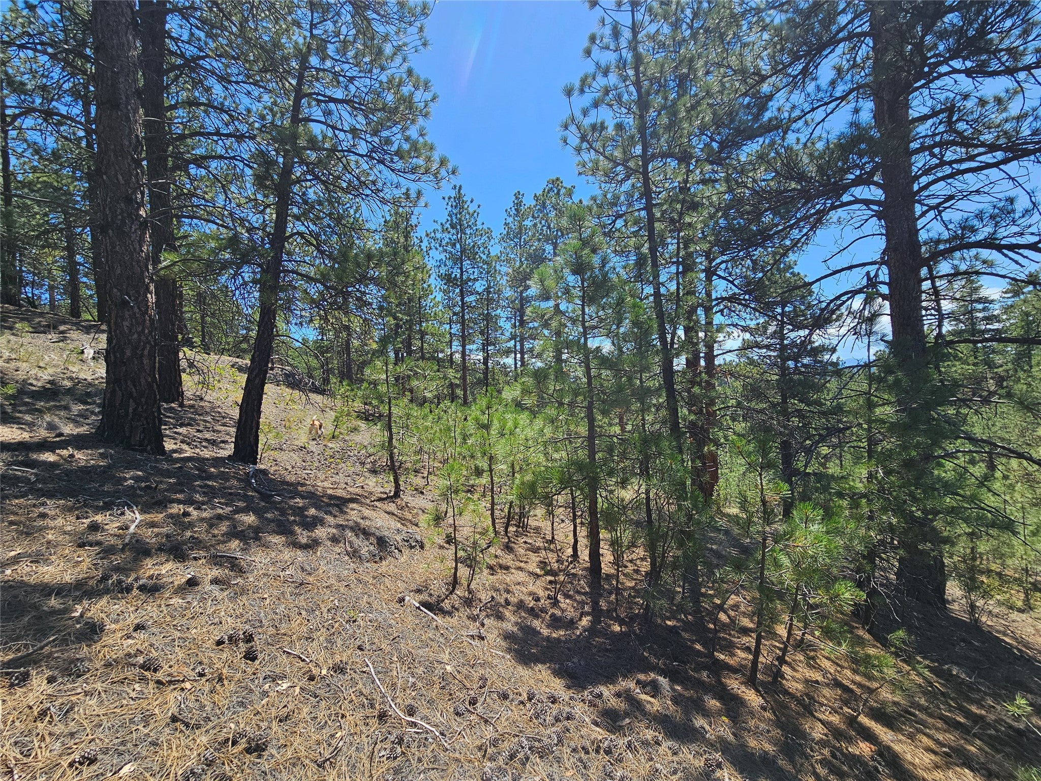 Nhn Upper Sawmill Creek Road Cascade, MT 59421 - Photo 10 of 28 Gallery Image 10