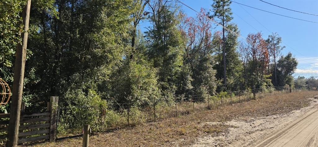 7195 Gas Line Road Keystone Heights, FL 32656 - Photo 8 of 8 a view of a forest with trees in the background