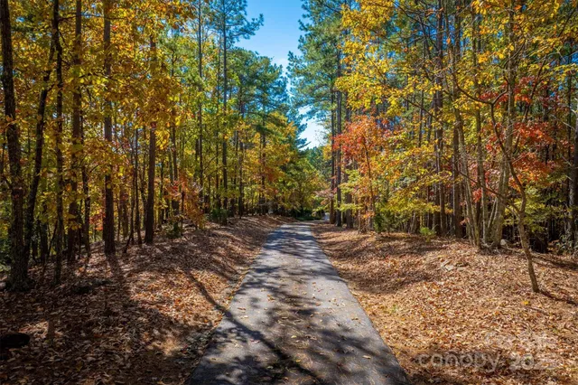 a view of a tree in the middle of a yard
