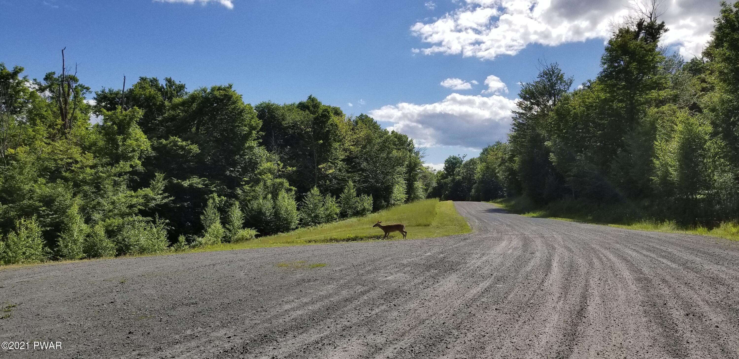 17 Stonegate Road Equinunk, PA 18417 - Photo 7 of 17 Interior roads and wildlife