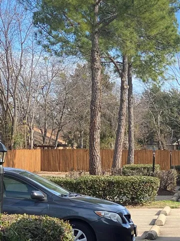 a street view with large trees