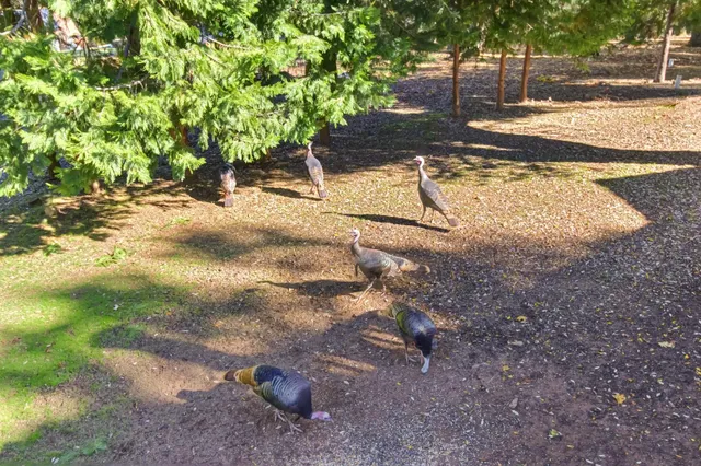 a view of a backyard of a house
