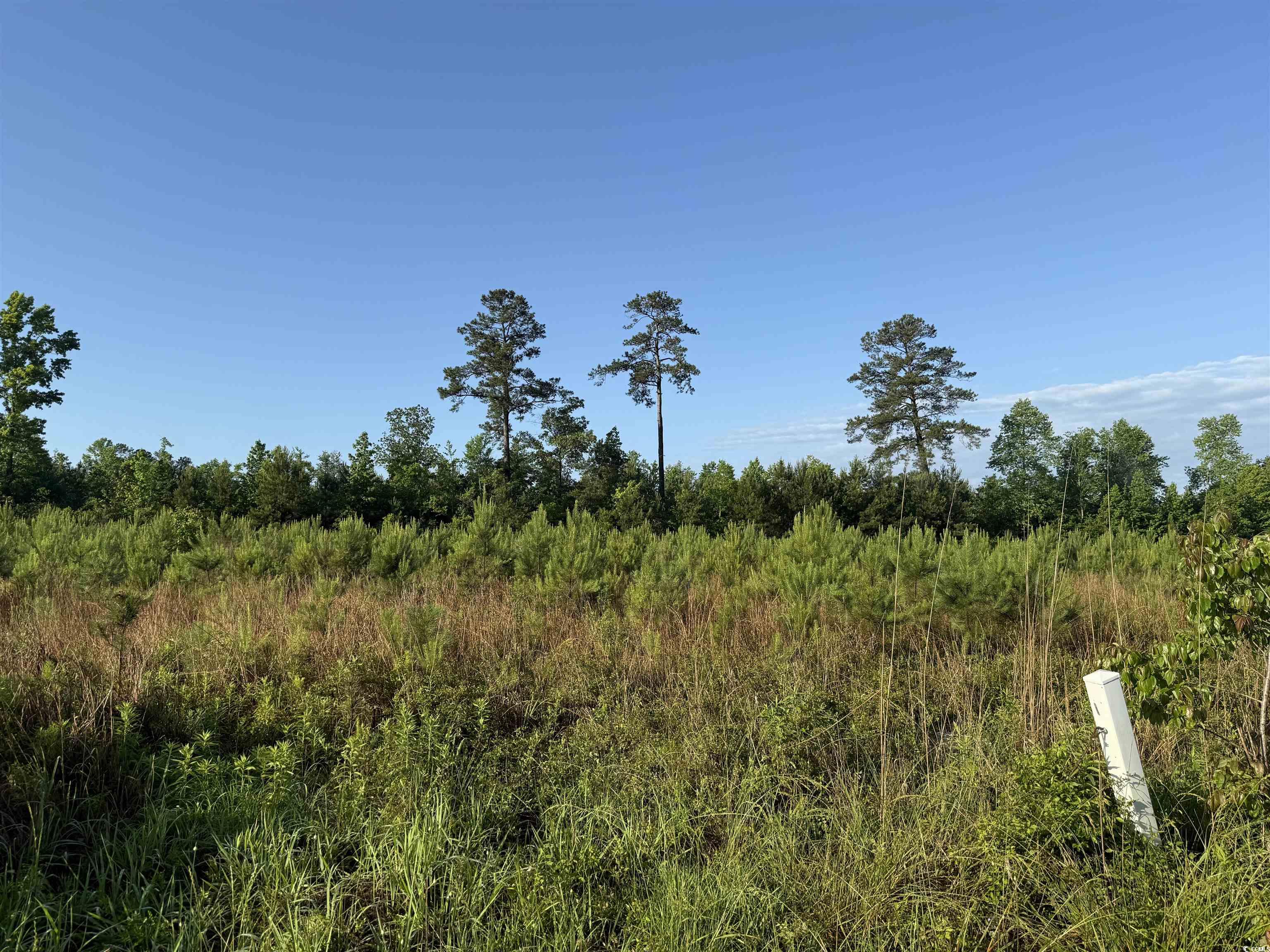 5-acres Lot 2 Old Pee Dee Road Hemingway, SC 29554 - Photo 2 of 9