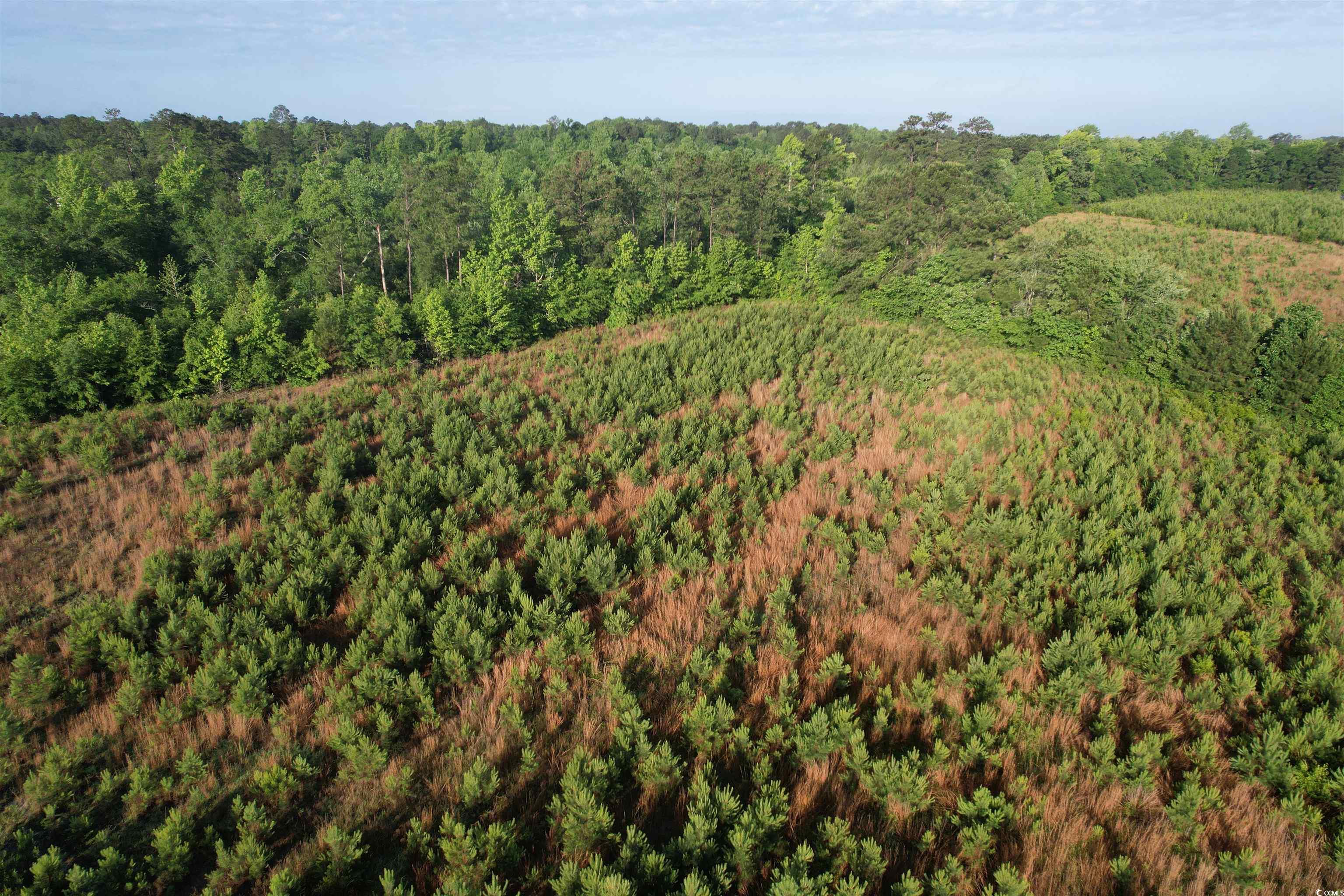 5-acres Lot 2 Old Pee Dee Road Hemingway, SC 29554 - Photo 3 of 9