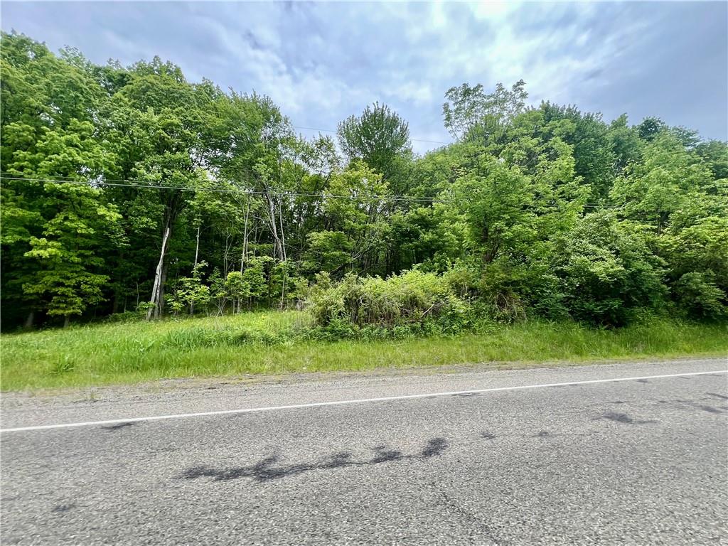 a view of a yard with plants and large trees