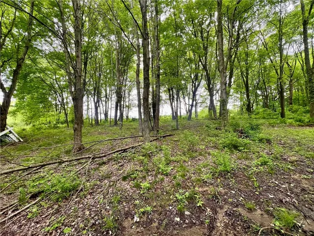 a big yard with lots of green space and deers