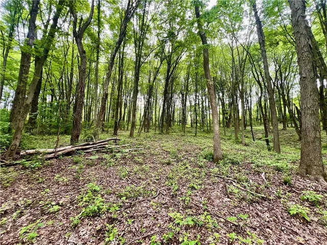 a big yard with lots of green space and trees