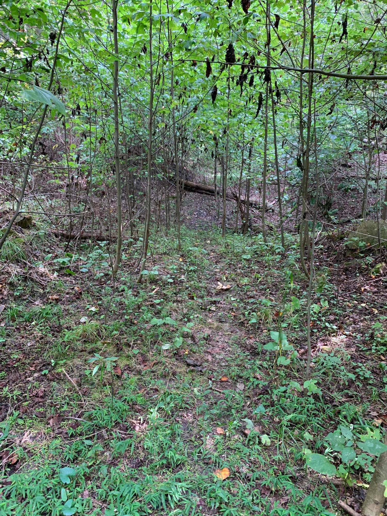 0 Cherry Run Road Northwest Strasburg, OH 44680 - Photo 16 of 35 20200916_193259791_iOS