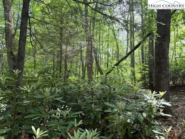 a view of a lush green forest