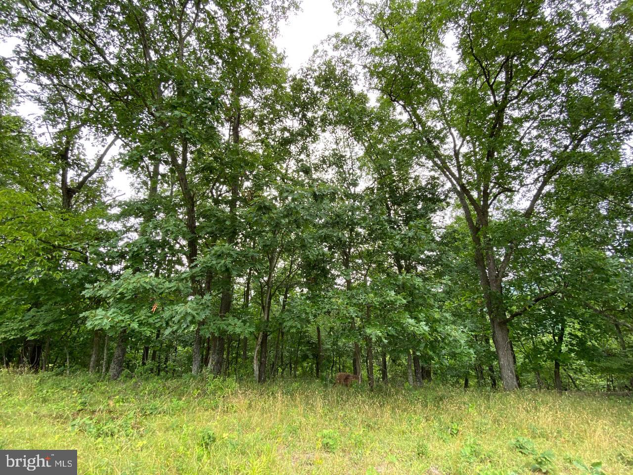 8/6 Wv 25411 Road, Unit ROUTE Berkeley Springs, WV 25411 - Photo 46 of 66