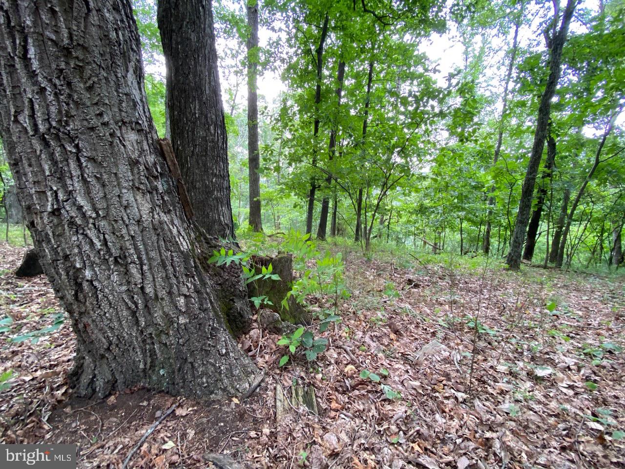 8/6 Wv 25411 Road, Unit ROUTE Berkeley Springs, WV 25411 - Photo 52 of 66