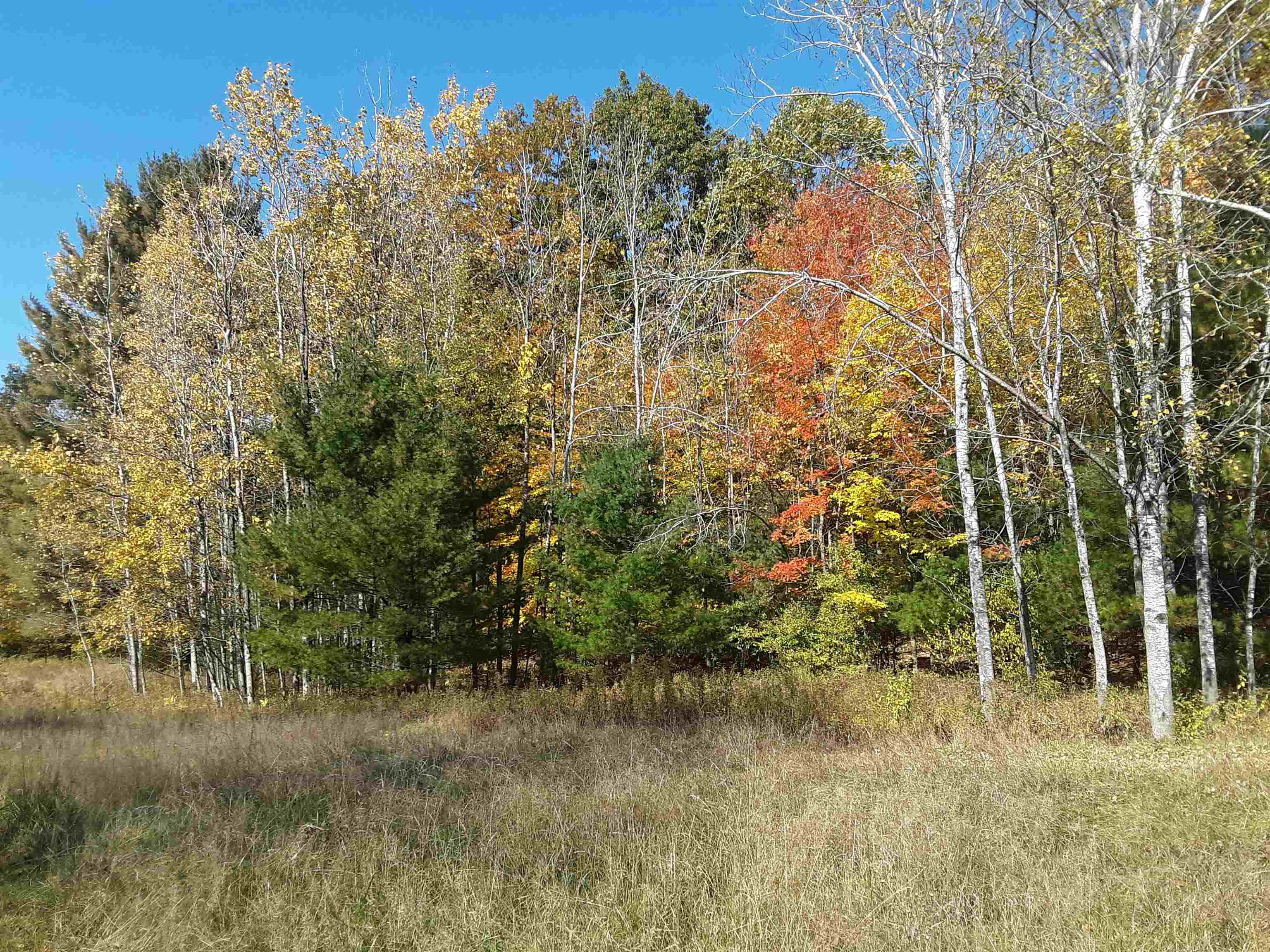 North Everett Road Harrisville, MI 48740 - Photo 6 of 62 Gallery Image 6