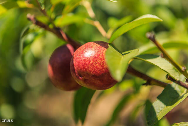 3665 Shadow Grove Road Pasadena, CA 91107 - Photo 26 of 27 a view of a painting of a tree