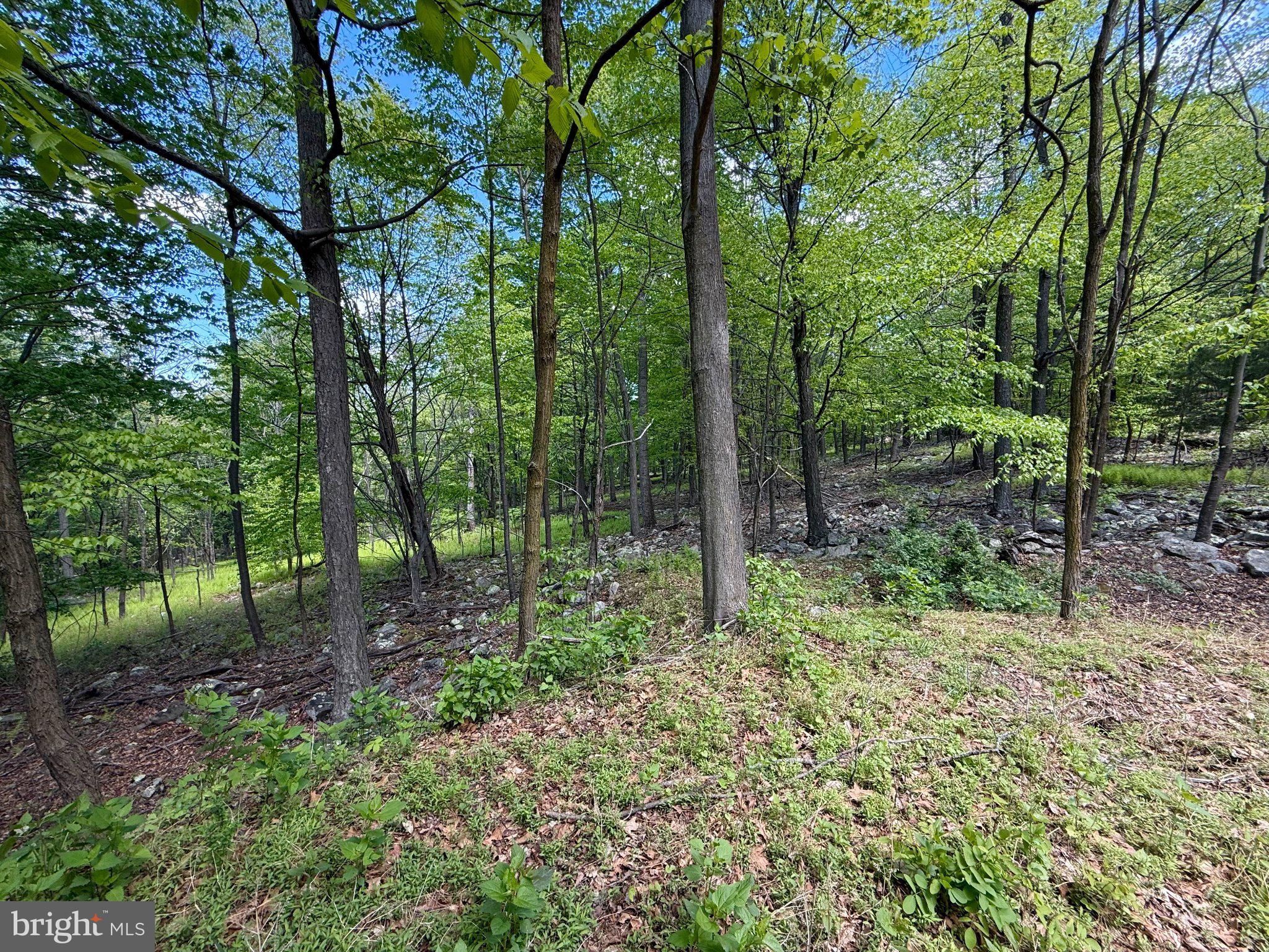 115 River Ridge Yellow Spring, WV 26865 - Photo 13 of 25 Lush woodland retreat awaits exploration.