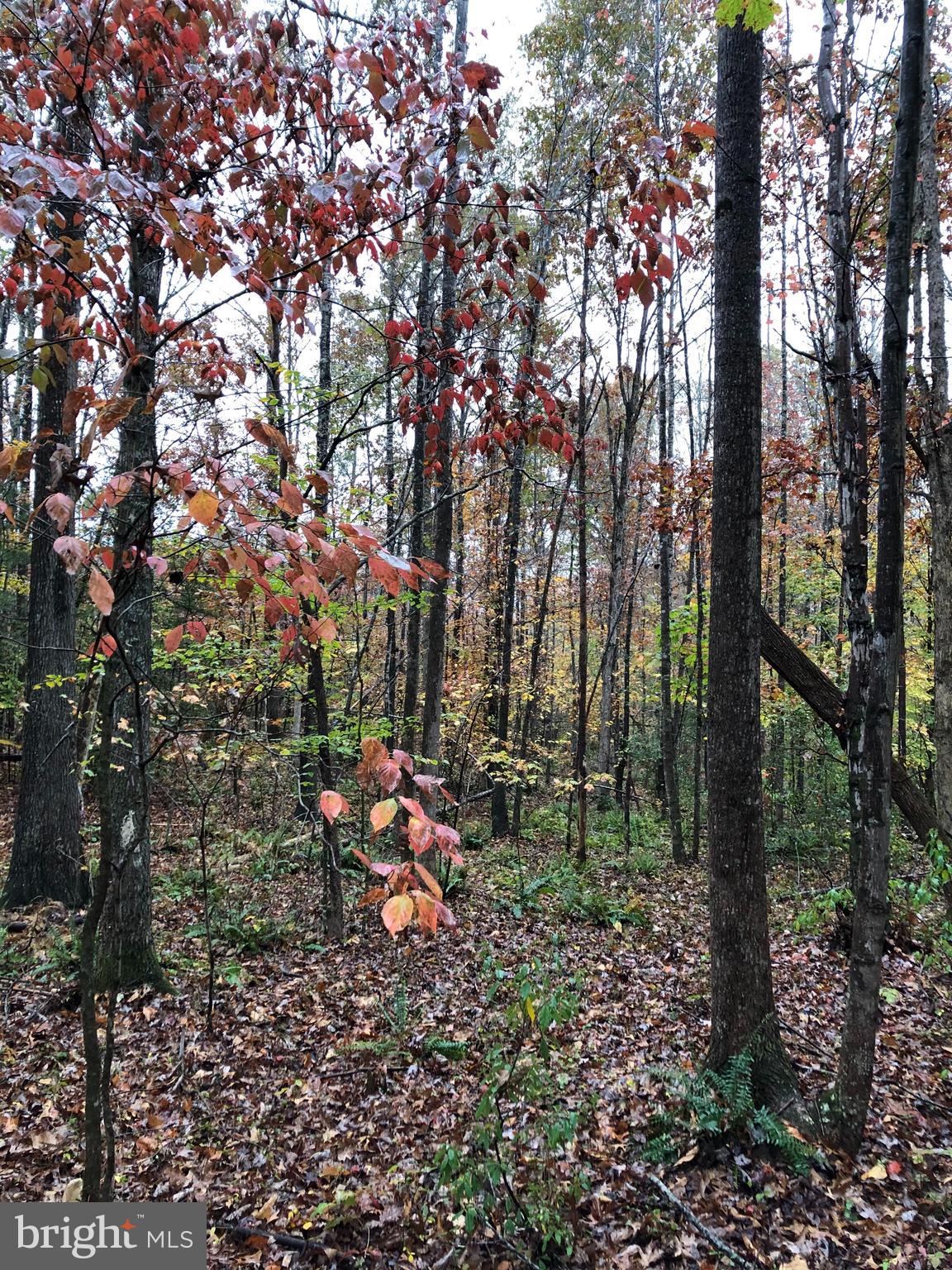 Black Hill Road Rixeyville, VA 22737 - Photo 12 of 18 Gallery Image 12