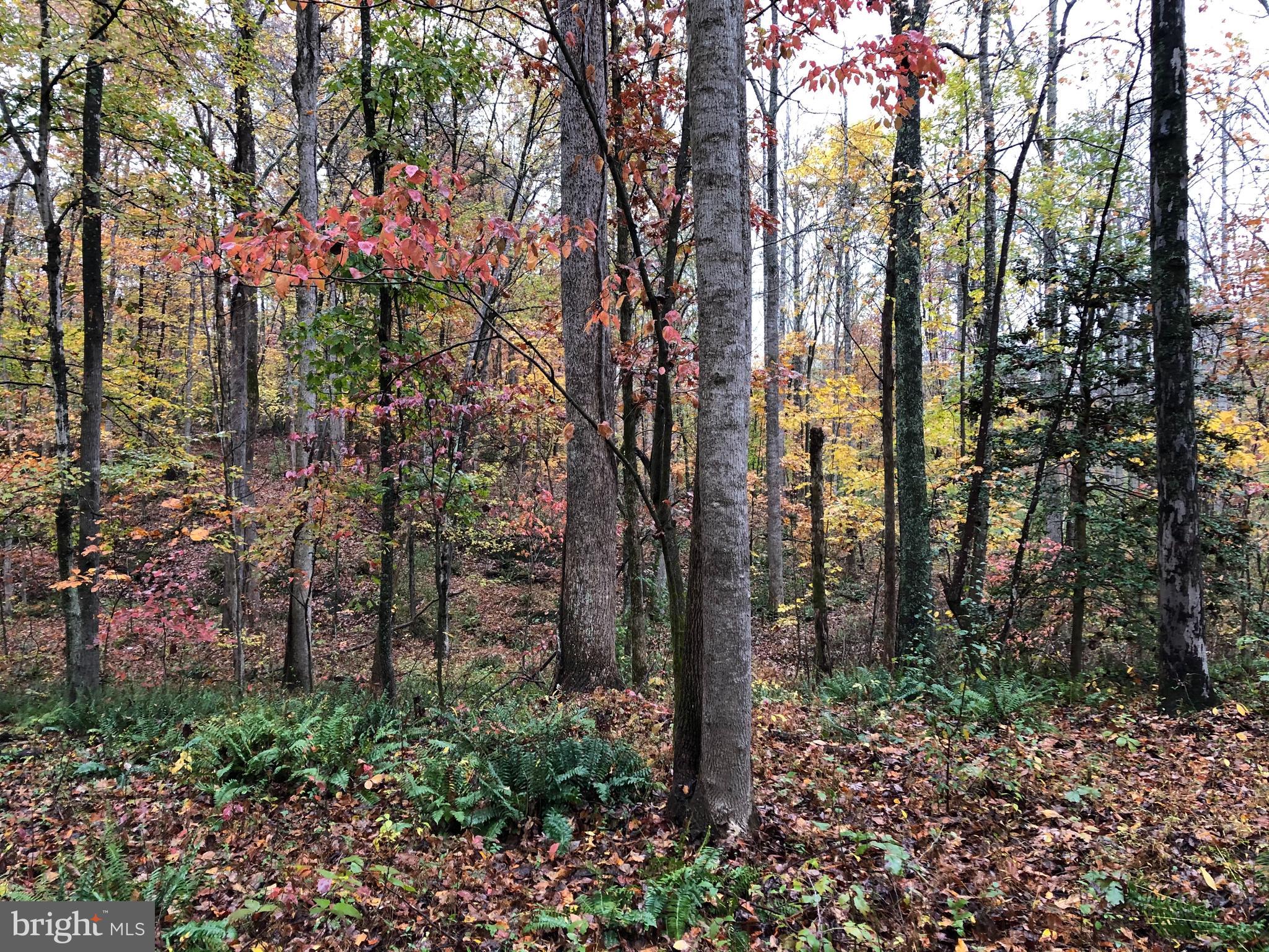 Black Hill Road Rixeyville, VA 22737 - Photo 13 of 18 Gallery Image 13